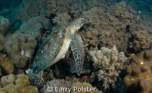 So many Green Turtles in the Cebu waters by Larry Polster 